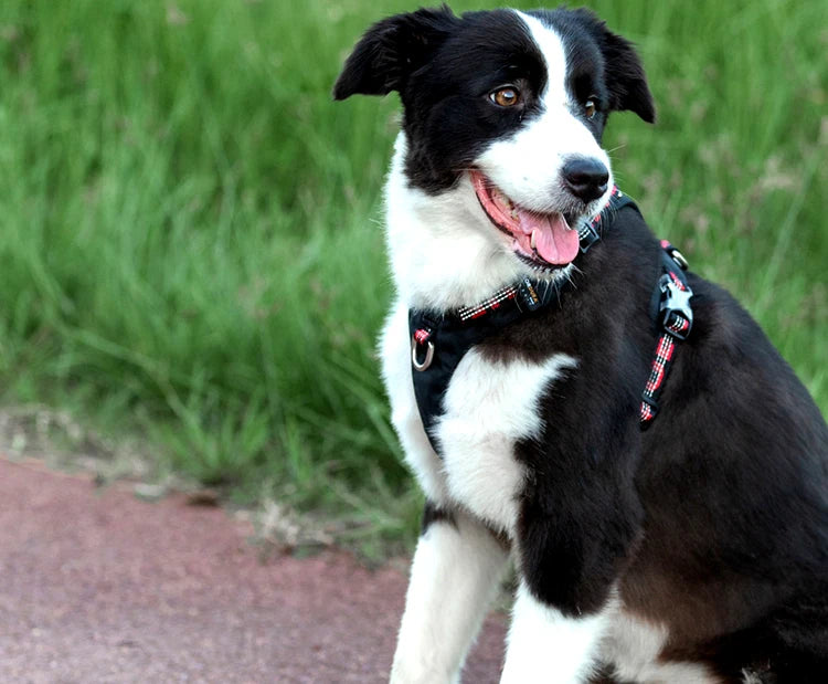 Ultra Light No Pull Dog Harness