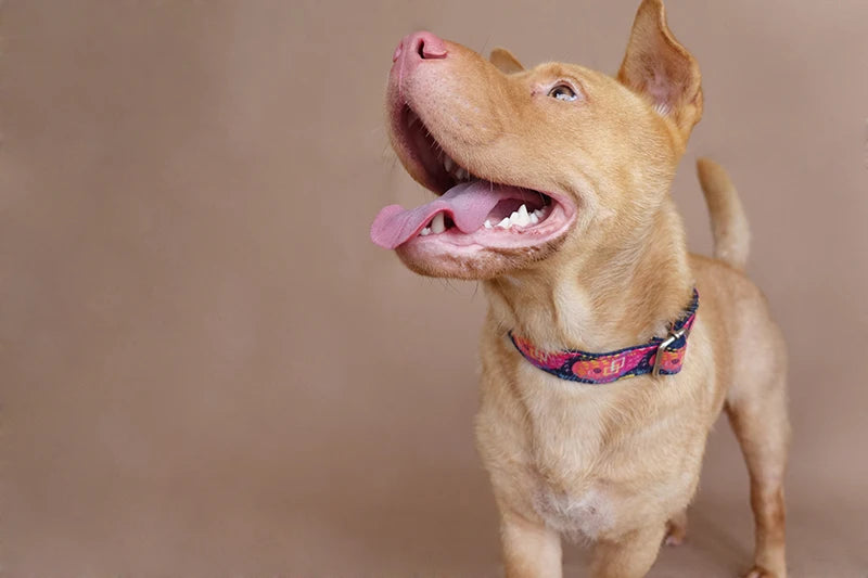 THE DEEP GRAFFITI Engraved Dog Collar