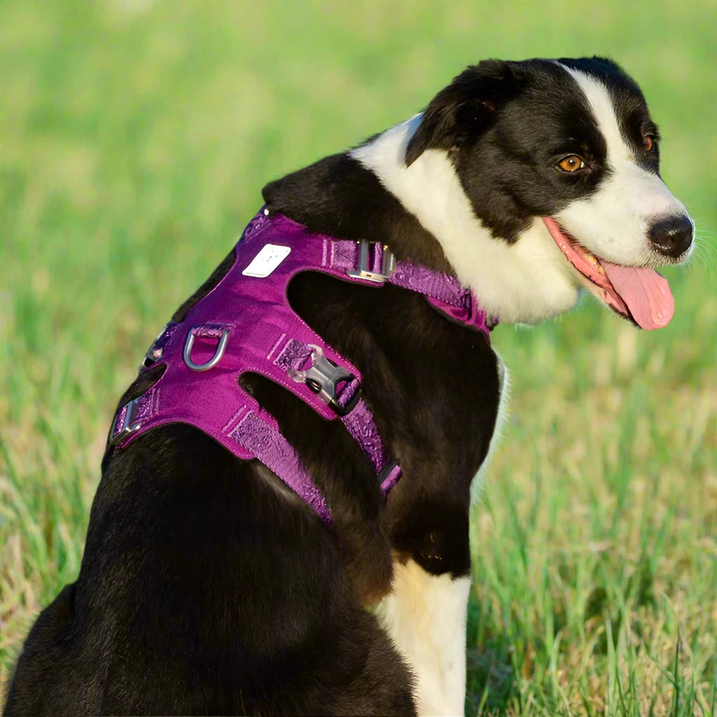 Escape Proof Dog Harness Waterproof