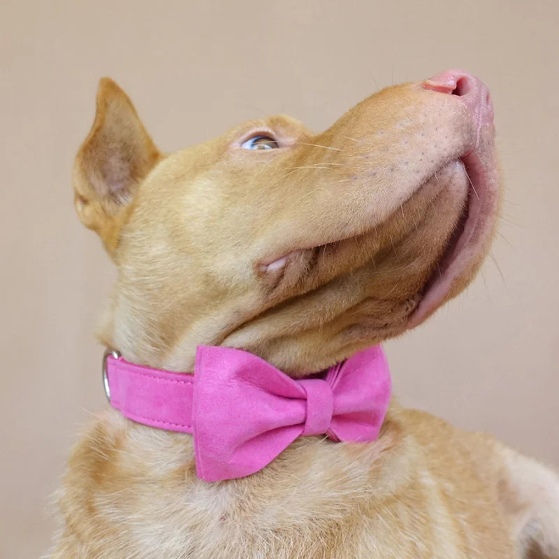 THE PINK Engraved Dog Collar Set