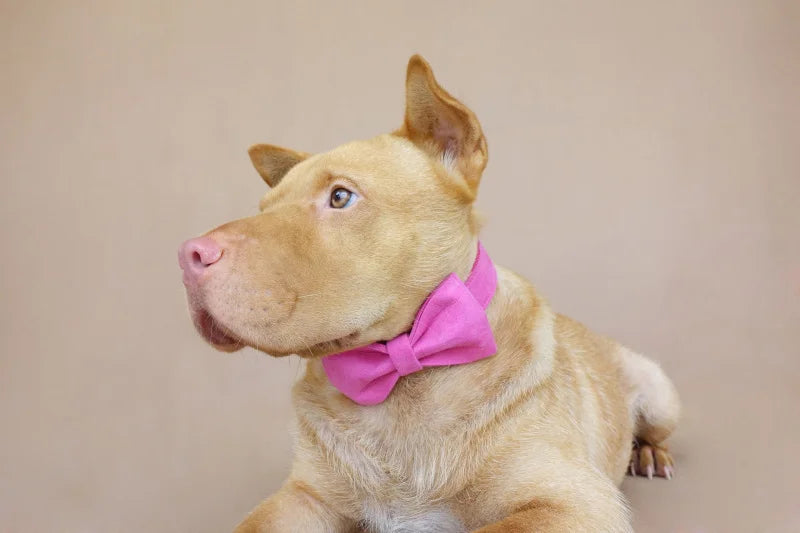THE PINK Engraved Dog Collar Set