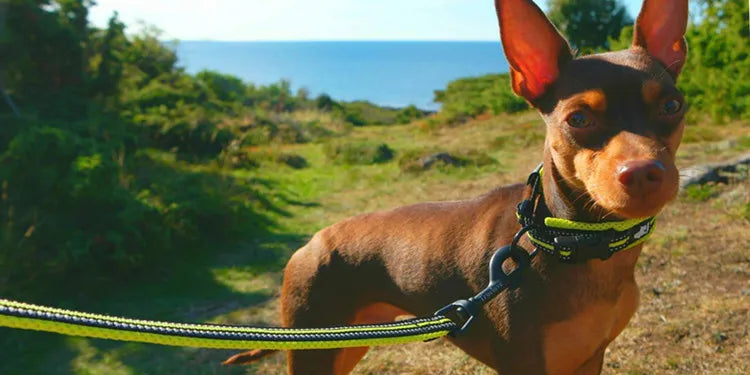 Soft Reflective Dog Lead