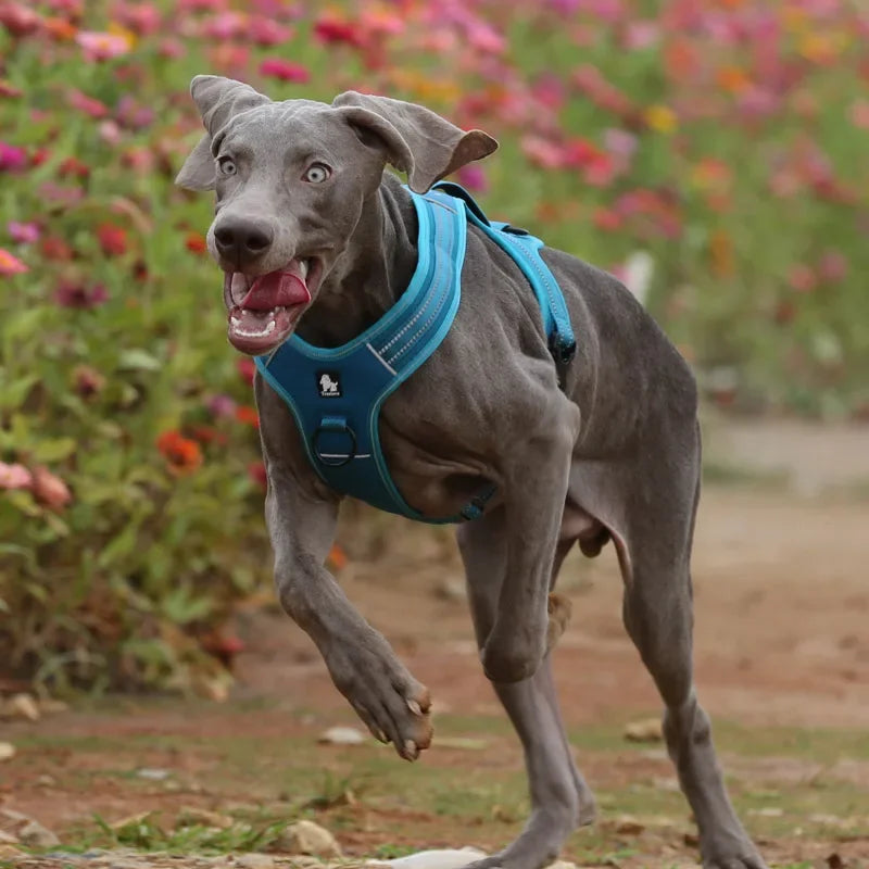 Sport No Pull Dog Harness With Handle