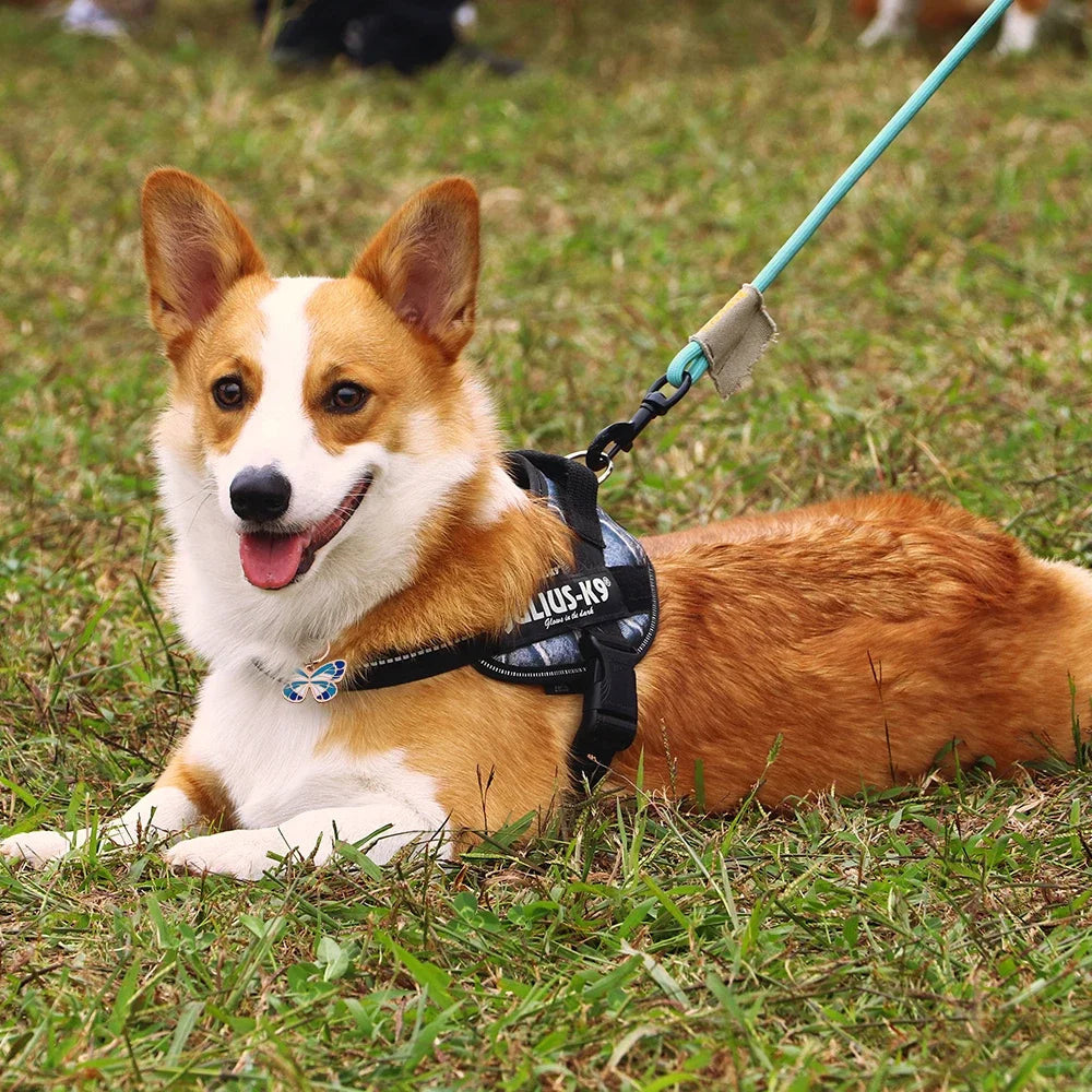 Butterfly Dog ID Tag