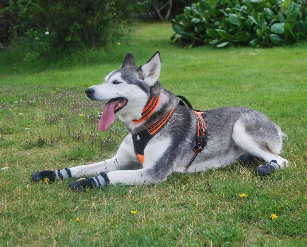 Sport No Pull Dog Harness With Handle