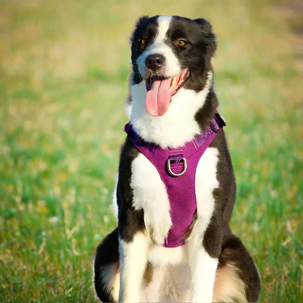 Escape Proof Dog Harness Waterproof