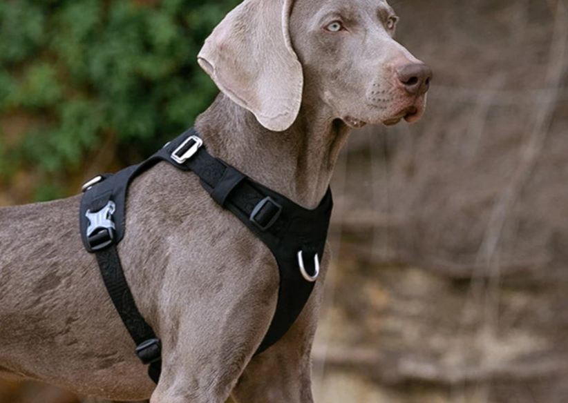 Light-Weight No Pull Dog Harness