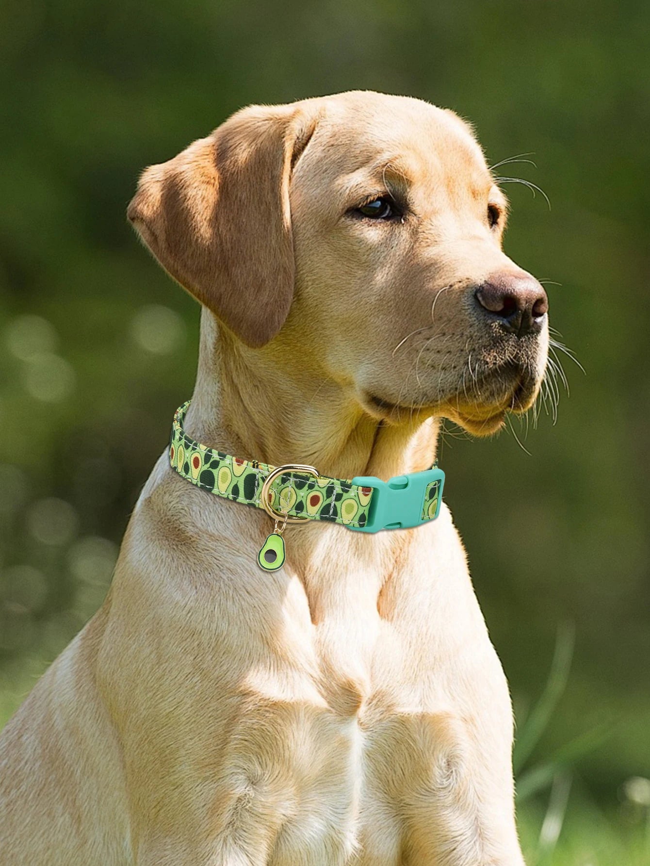 Watermelon Dog Collar