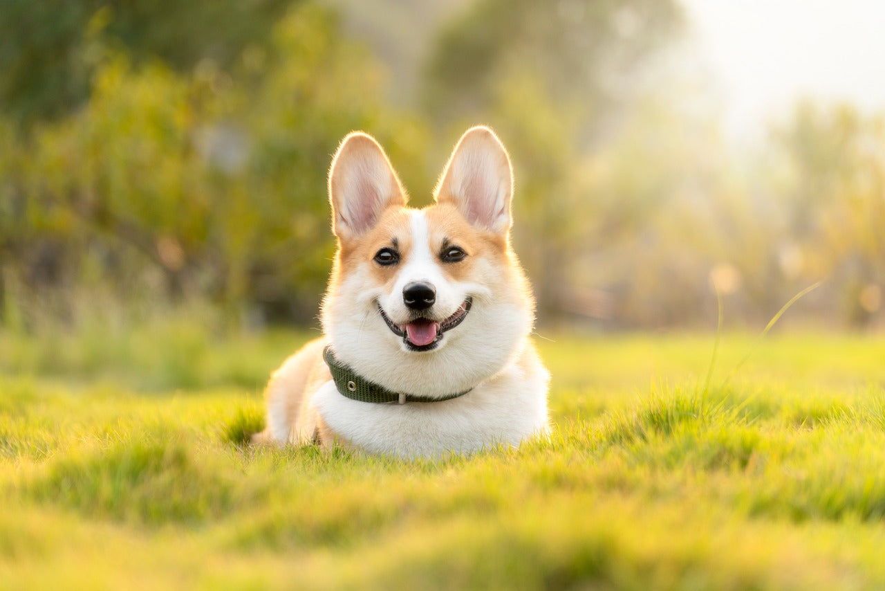 dog collars